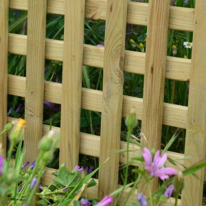 trellis, pergola for fencing and climbing plants