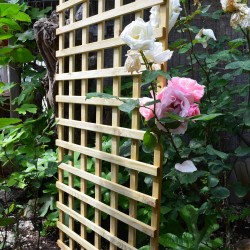 Square climbing trellis