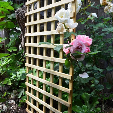 Square climbing trellis 6 x 6