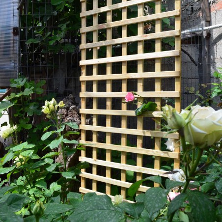 Square climbing trellis 6 x 6