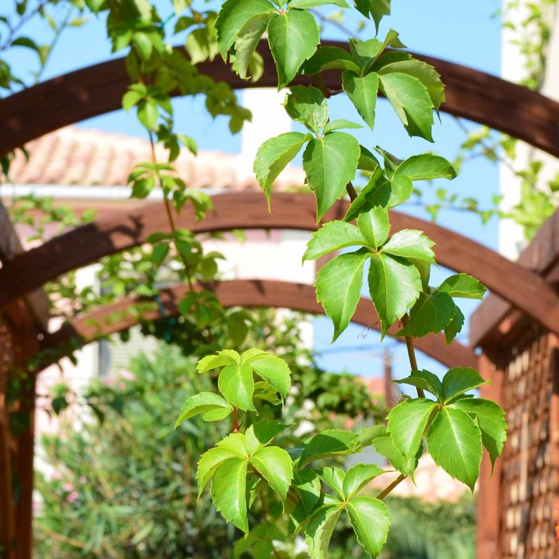 wooden arches for pergola construction