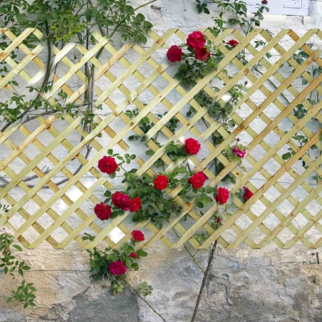 Medium Diagonal Trellis  (7 x 7)