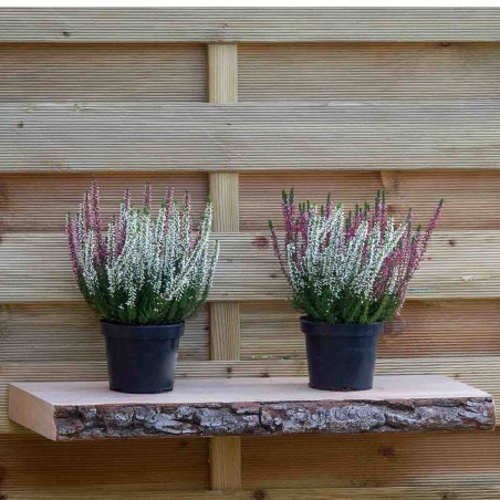 Rustic tree bark shelf