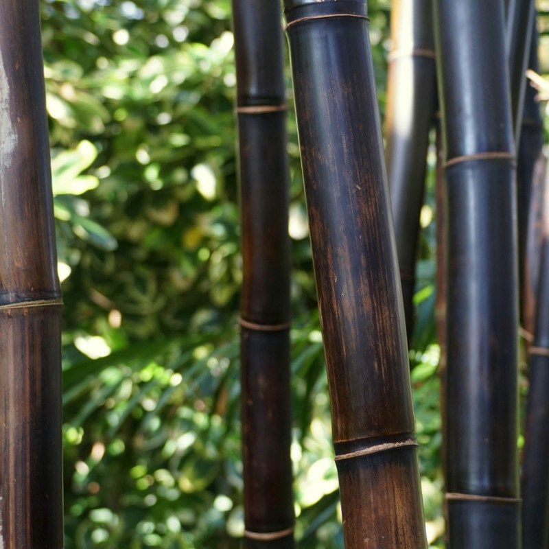 Black bamboo Ø25-30mm