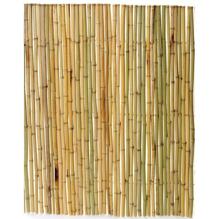 Golden Yellow Bamboo with Stainless Steel Binding