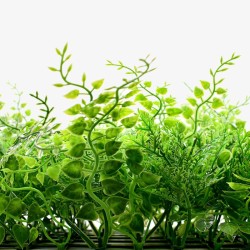 Green Wall Premium 50 x 50cm - Fern