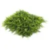 Green Wall Premium 50 x 50cm - Fern