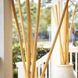 Bamboo Cane Ø3-3.5 x 300cm