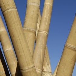 Bamboo Cane Ø8-10 x 300cm