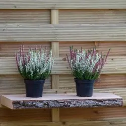 Wooden Bark Shelf 80cm