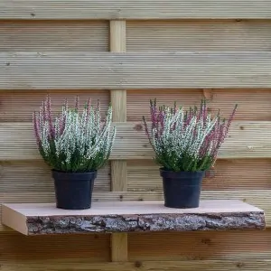 Wooden Bark Shelf 80cm