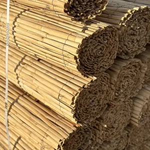 Καλαμωτή από Μισό Καλάμι – Διετούς Ανάπτυξης 150 x 500 εκ.