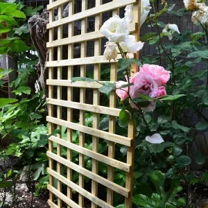 Climbing Trellis (6 x 6) - 120 x 180cm