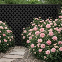 Lattice Privacy Diamond 240 × 120 cm | Black