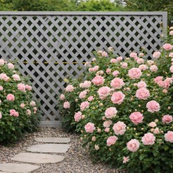 Lattice Privacy Diamond 240 × 120 cm | Slate Grey