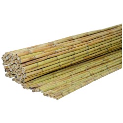 Two-Year Reed Screening Ø20-25mm 300 x 300cm
