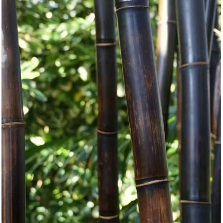 Black Bamboo Screening Ø25-30mm - 100 x 250cm