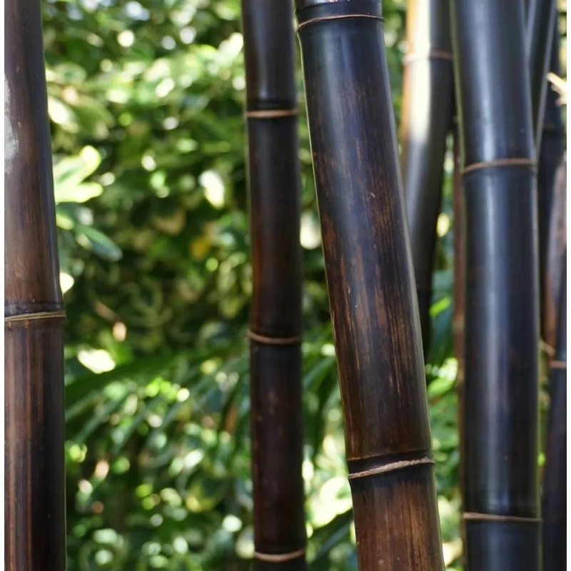 Black Bamboo Screening Ø25-30mm - 150 x 250cm