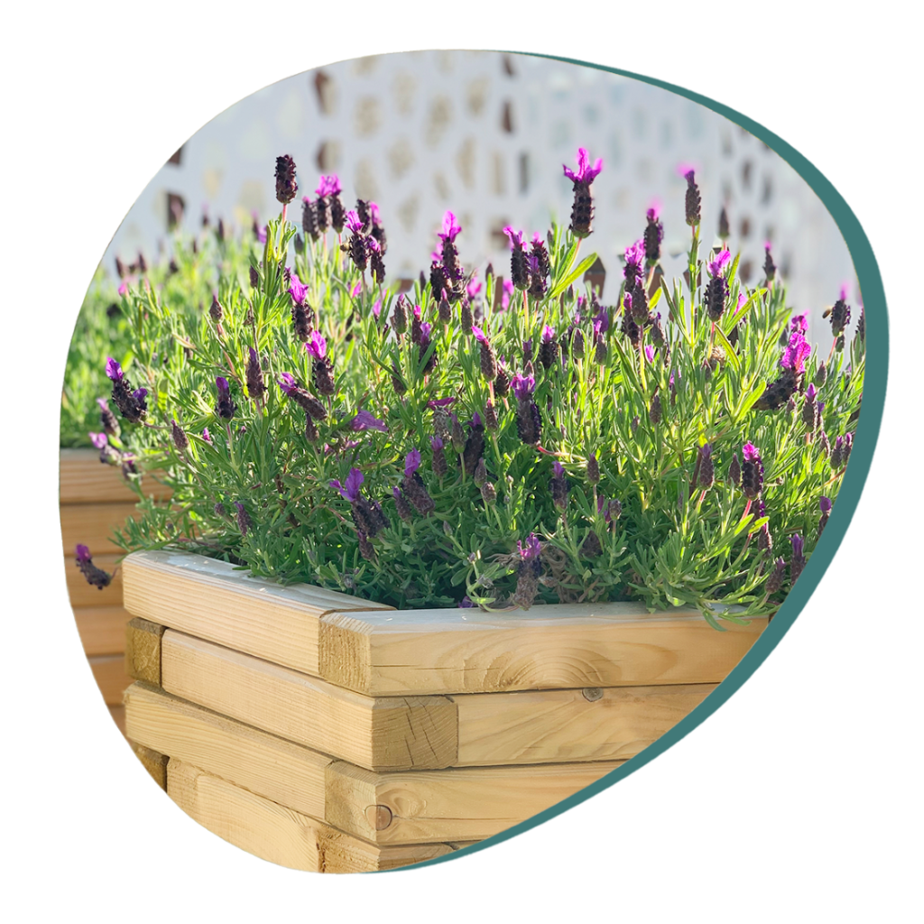 SHOWOOD PLANTERS