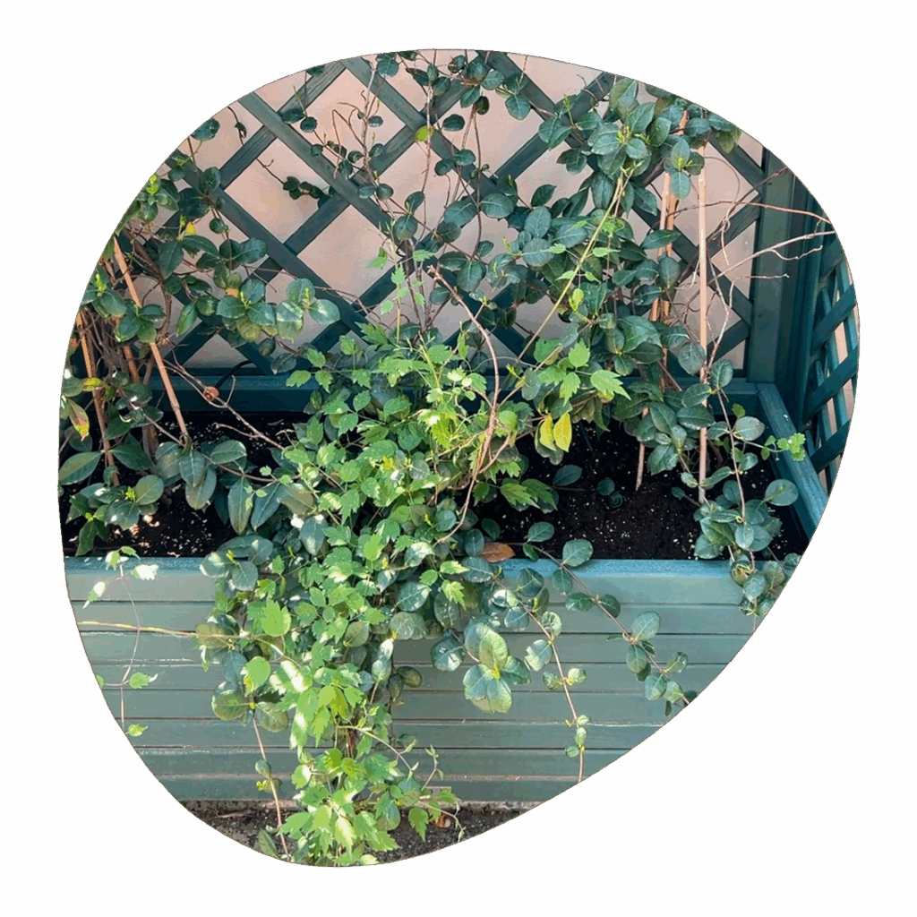 καφασωτά SHOWOOD