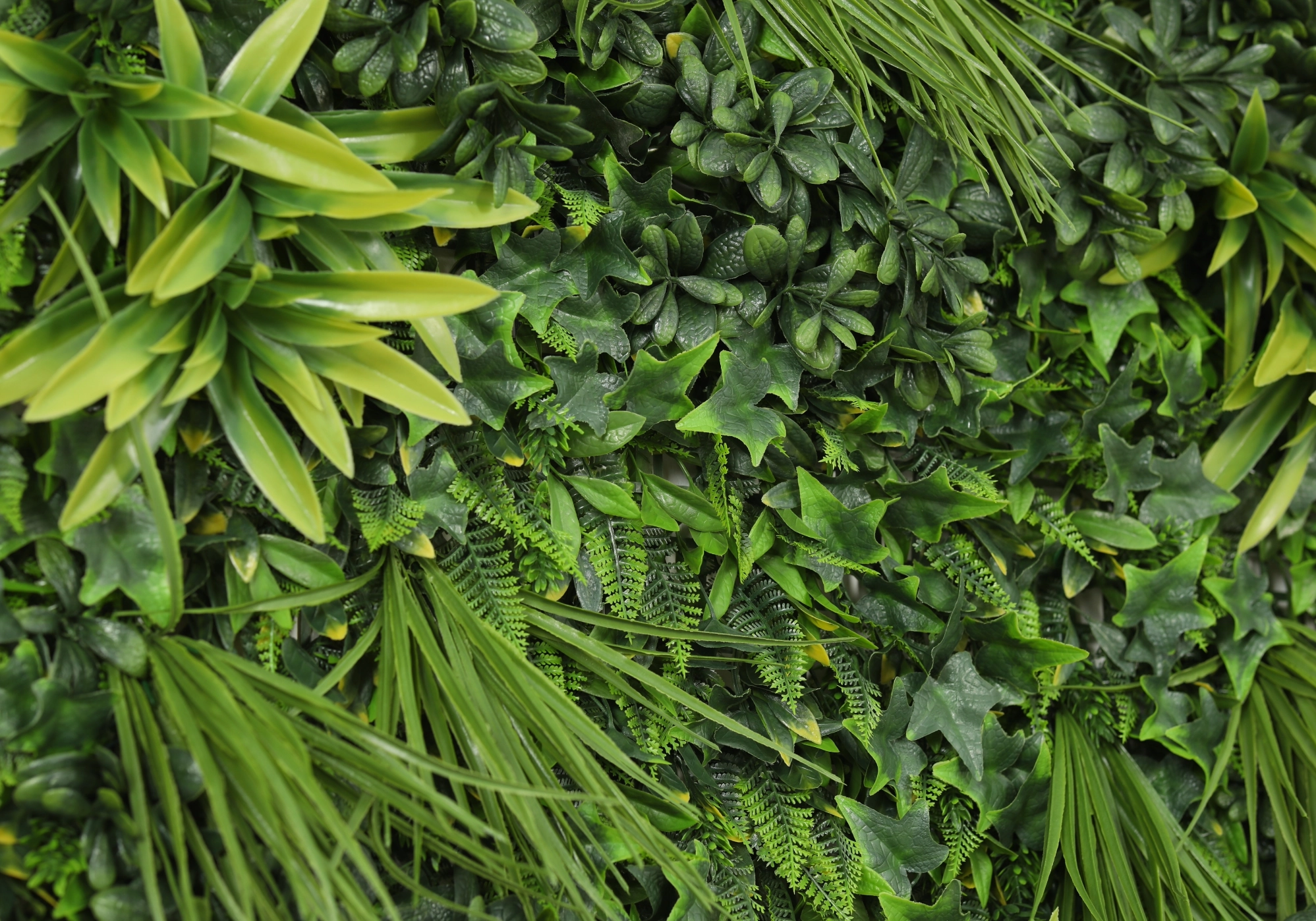 Φυλλωσιές Τοίχου